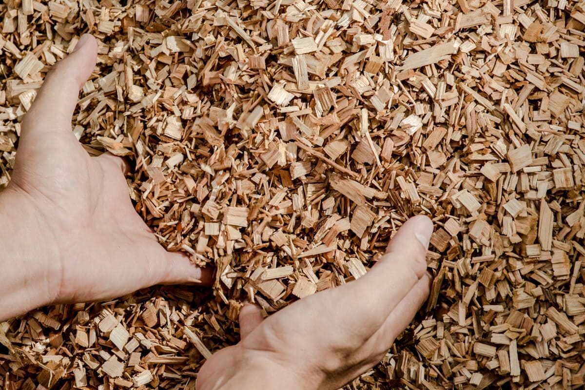 Energia de biomassa é renovável? Entenda